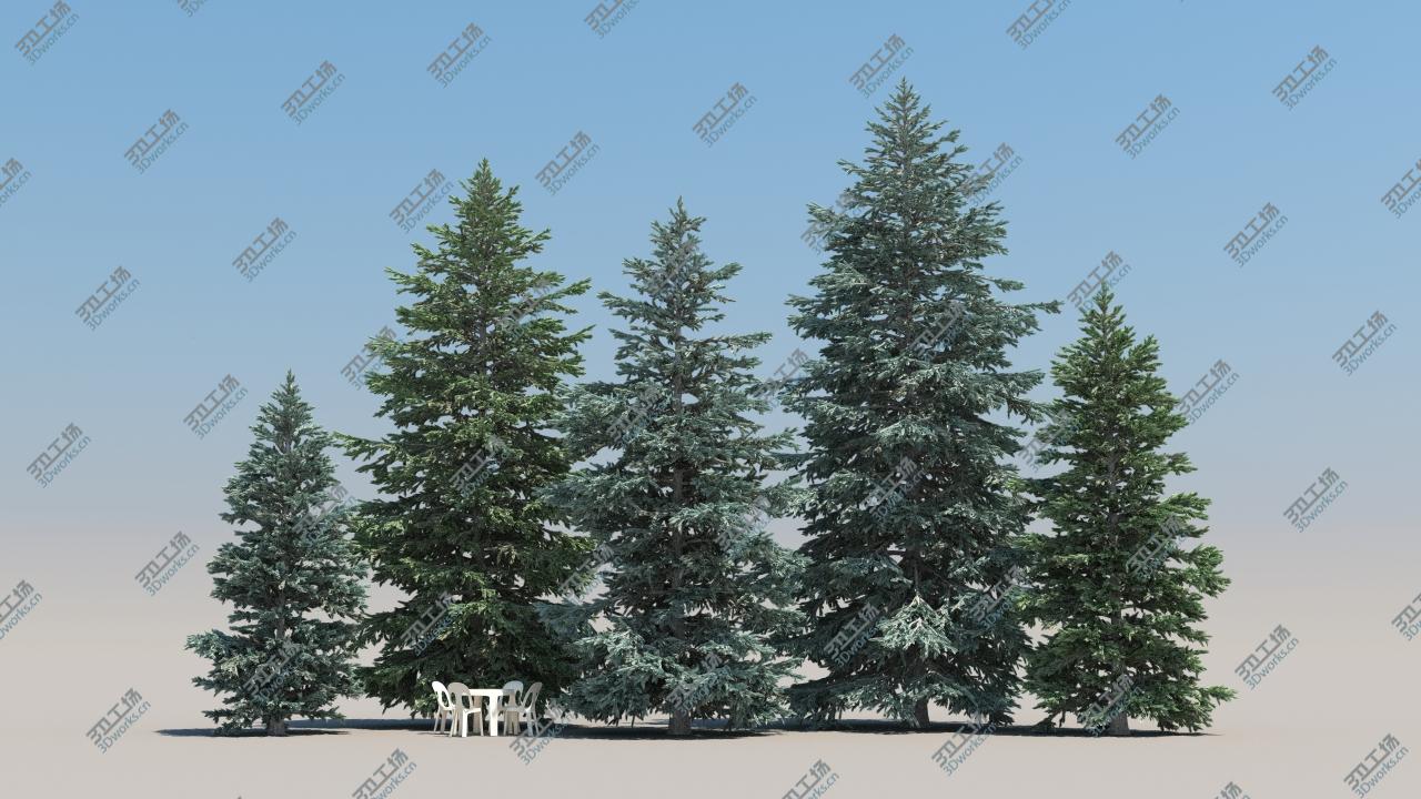 images/goods_img/202104092/5-5 Abies Pinsapo/2.jpg